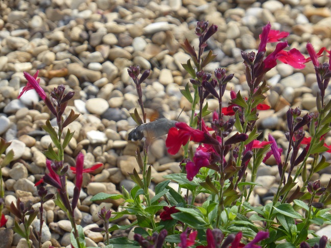 Image of the Hummingbird Hawk Moth..